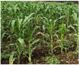 Remotesensing 14 00518 i003 Remotesensing 14 00518 i003
