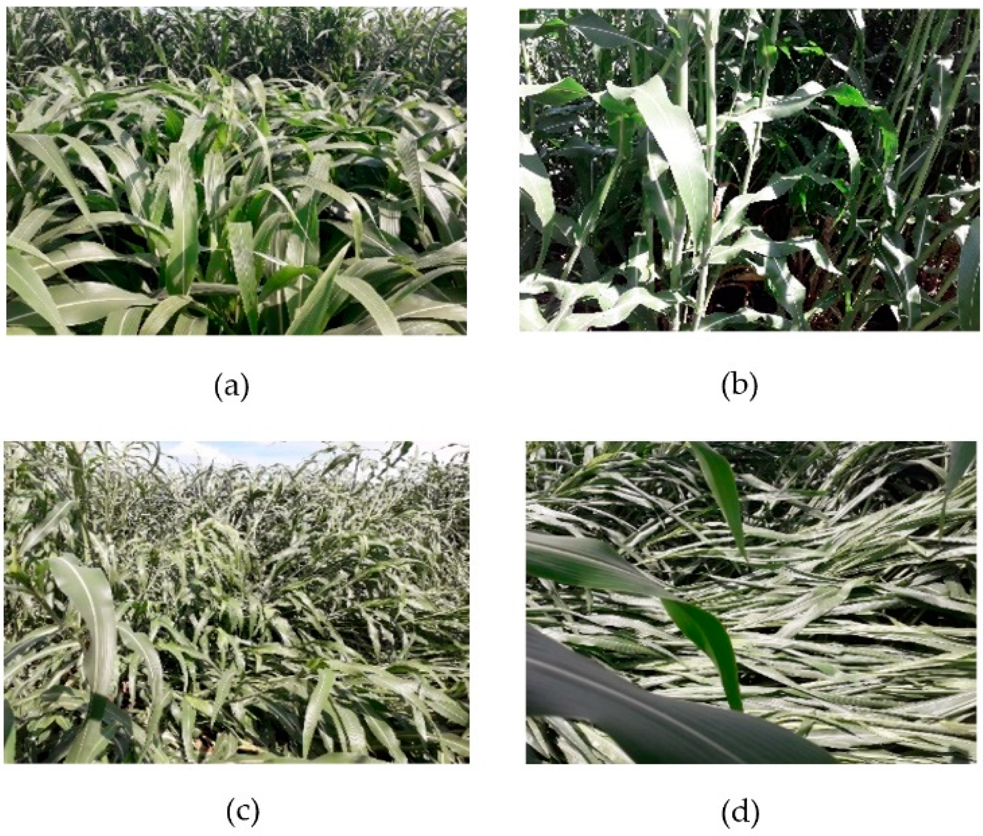 Remotesensing 14 00733 g001