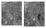 Remotesensing 14 00871 i005