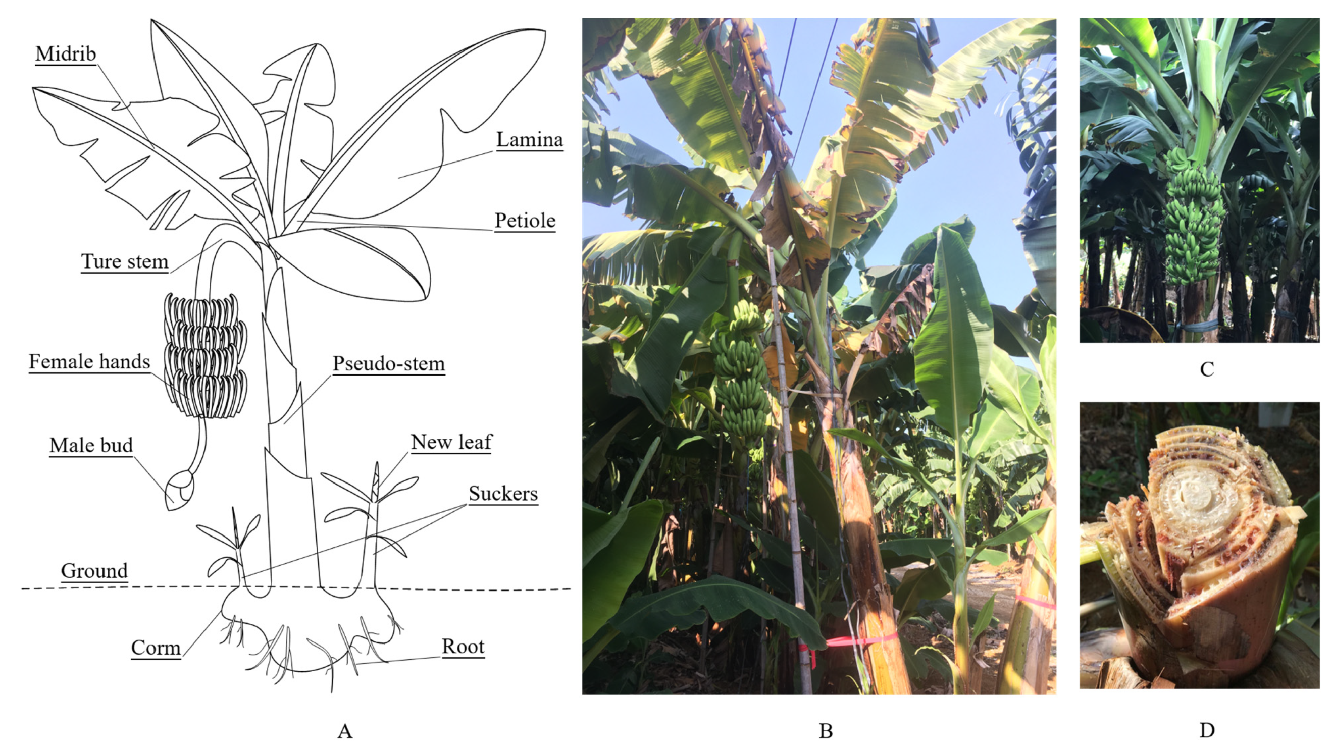 Remotesensing 14 01231 g001