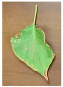 Remotesensing 14 01857 i004