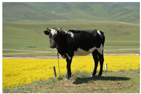 Remotesensing 14 04188 i003