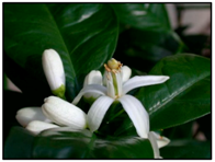 Remotesensing 14 04725 i006