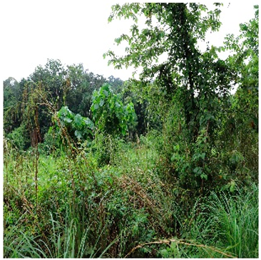 Remotesensing 14 05053 i007 Remotesensing 14 05053 i007