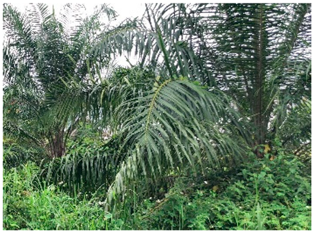 Remotesensing 14 05053 i017 Remotesensing 14 05053 i017