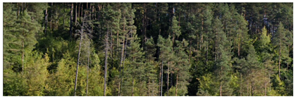 Remotesensing 14 06266 i005