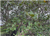 Remotesensing 15 01386 i001