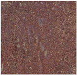 Remotesensing 15 01900 i009