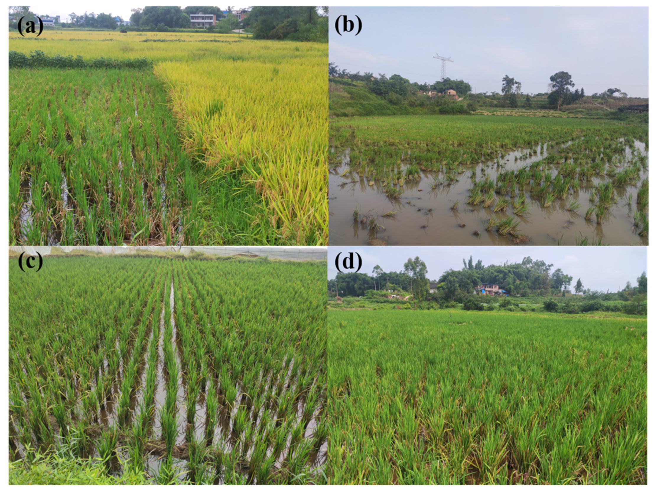 Remotesensing 15 04167 g002