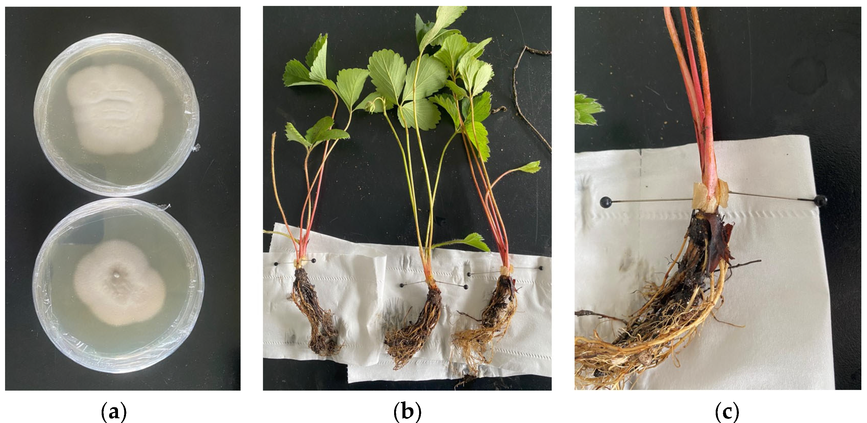 Remotesensing 15 04640 g001
