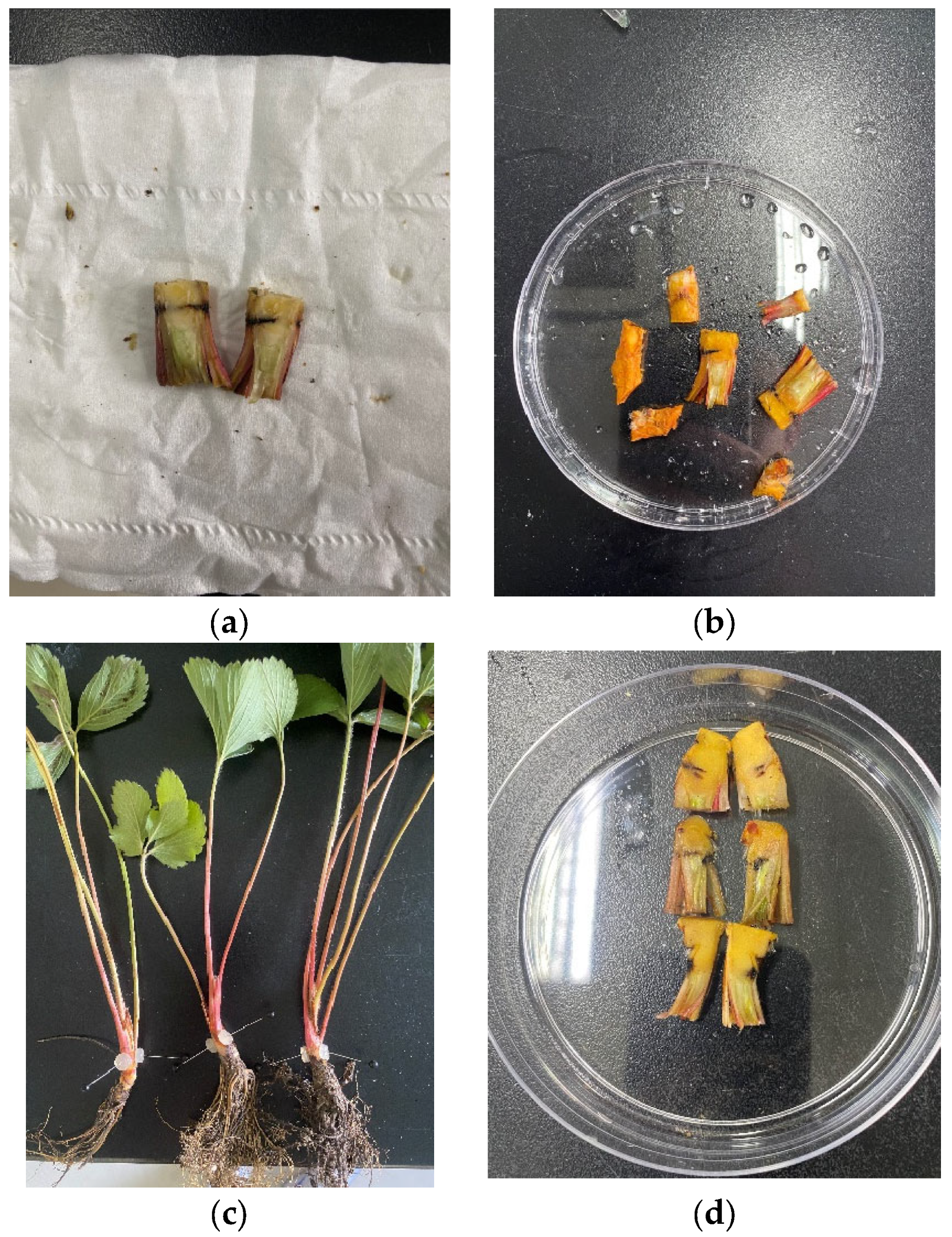 Remotesensing 15 04640 g002