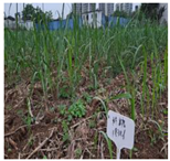 Remotesensing 15 05783 i001