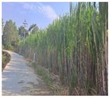 Remotesensing 15 05783 i007