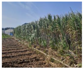 Remotesensing 15 05783 i008