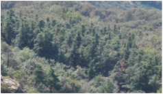 Remotesensing 16 00031 i003