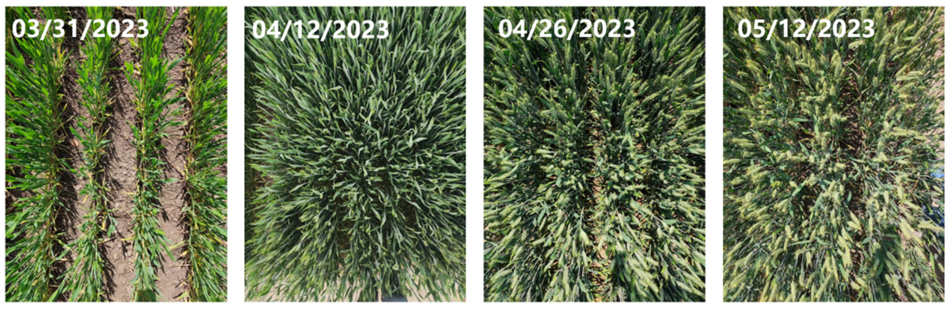 Remotesensing 16 00469 g002