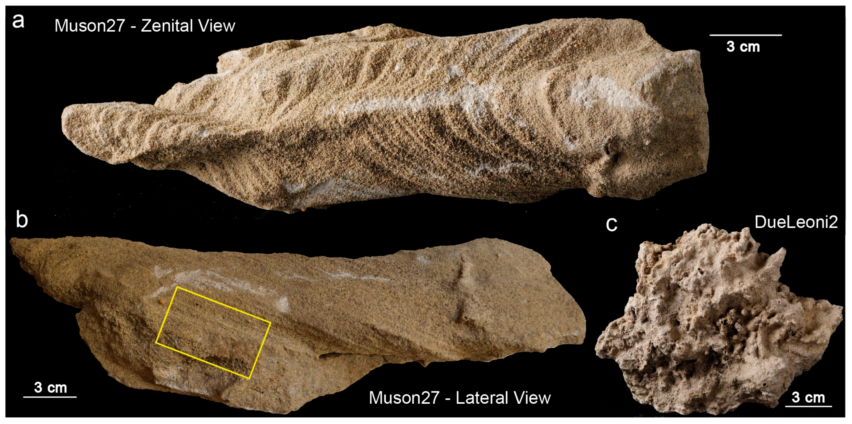 Remotesensing 16 00765 g010