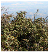 Remotesensing 16 01373 i007