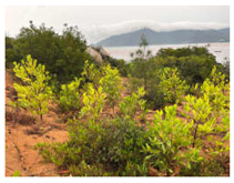 Remotesensing 16 01652 i010