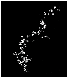 Remotesensing 16 02264 i005