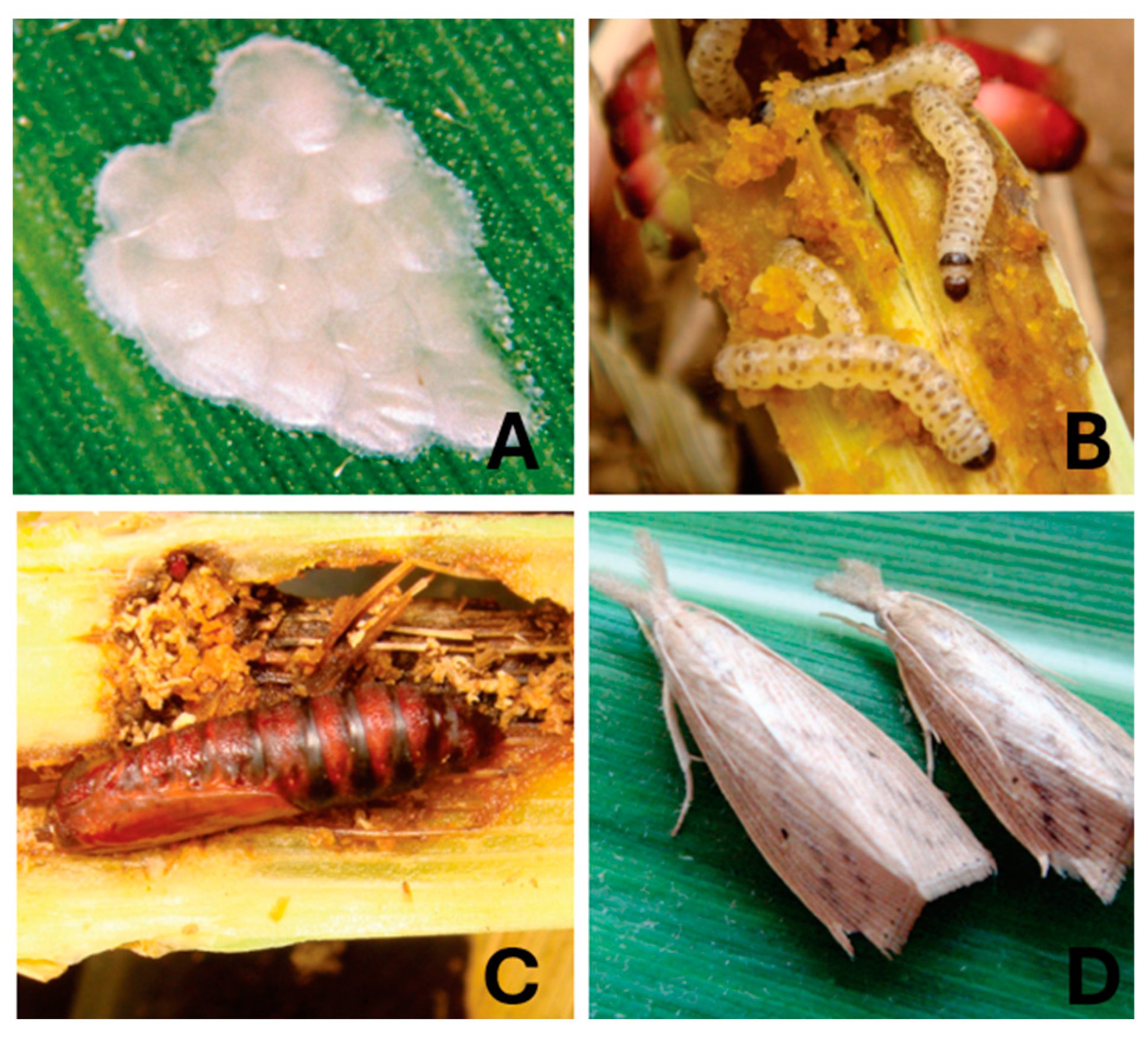 Remotesensing 16 02693 g001 Remotesensing 16 02693 g001