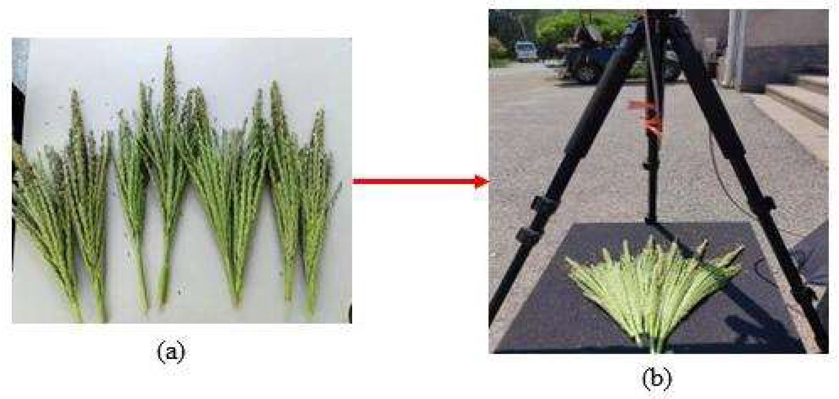 Remotesensing 16 02721 g006