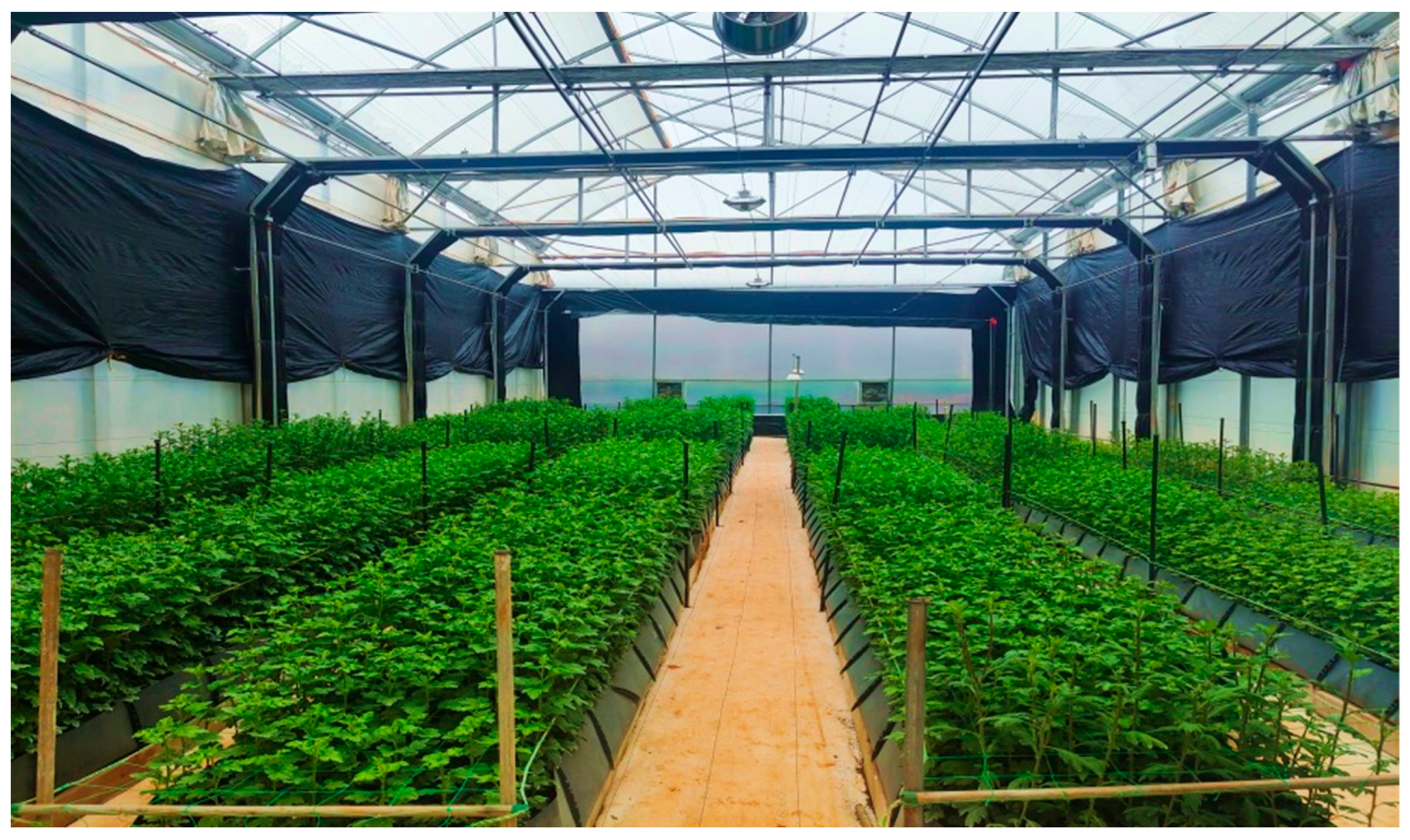 Remotesensing 16 03062 g001