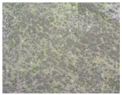 Remotesensing 16 03219 i005