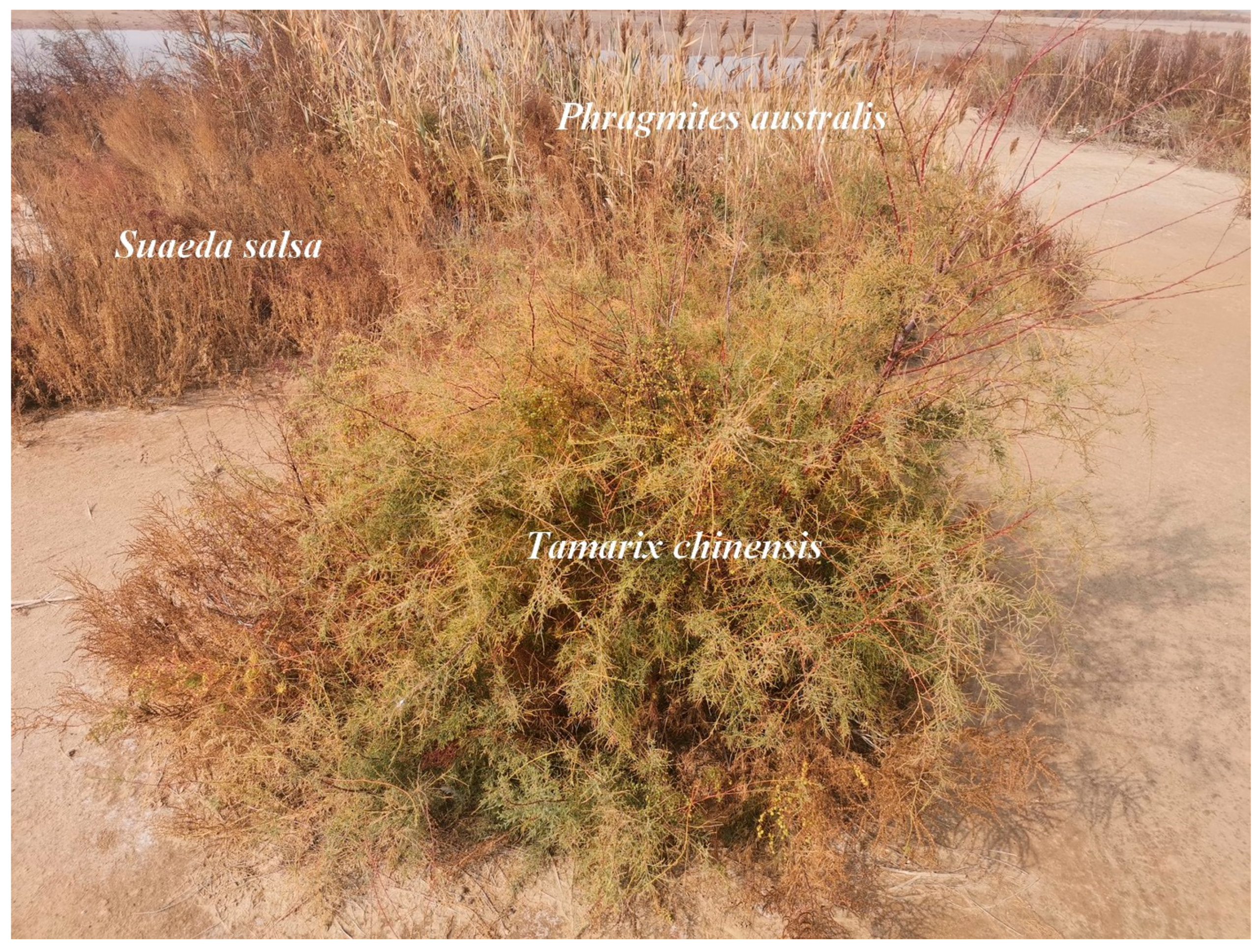 Remotesensing 16 03495 g002