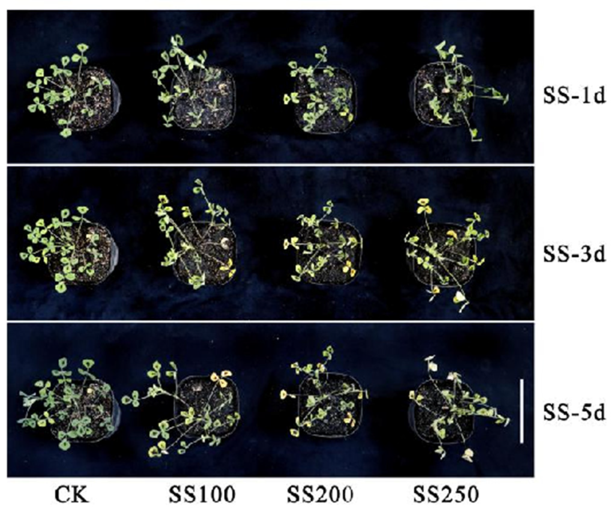Remotesensing 16 04049 g001