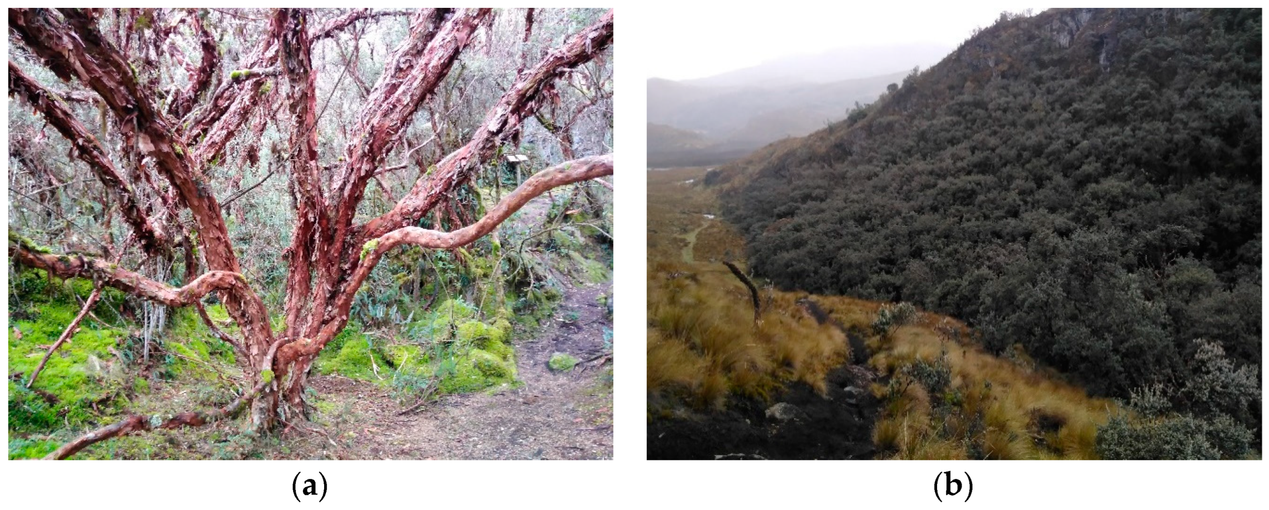 Remotesensing 16 04271 g002