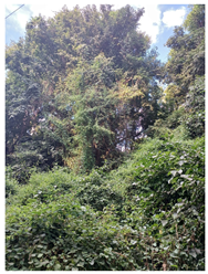 Remotesensing 16 04776 i001