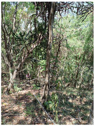 Remotesensing 16 04776 i004