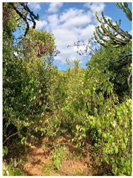 Remotesensing 16 04776 i005