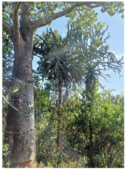 Remotesensing 16 04776 i006