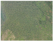 Remotesensing 16 04786 i001