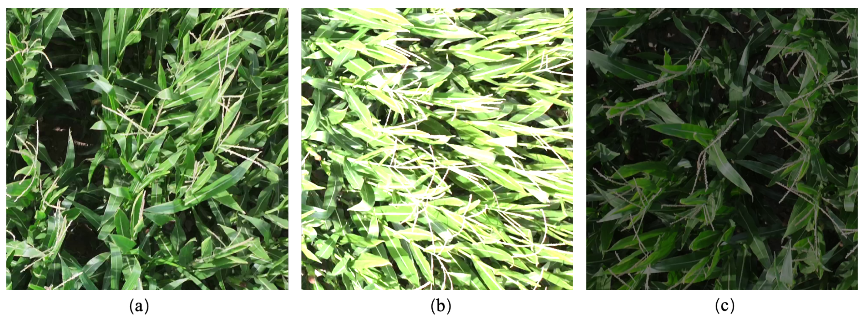 Remotesensing 17 00003 g005