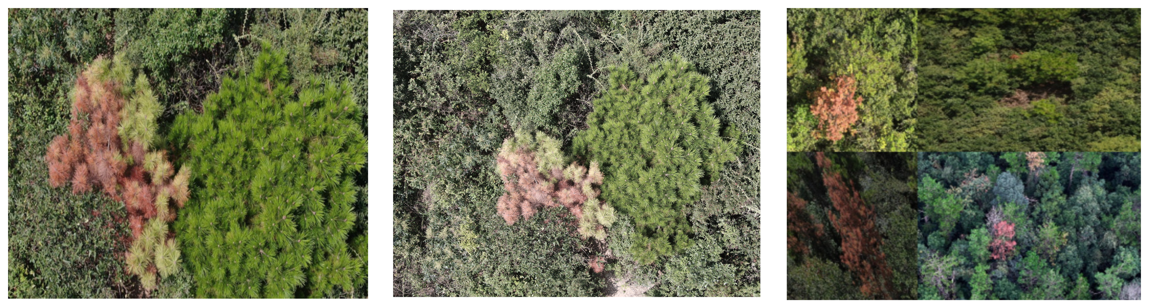 Remotesensing 17 00255 g003