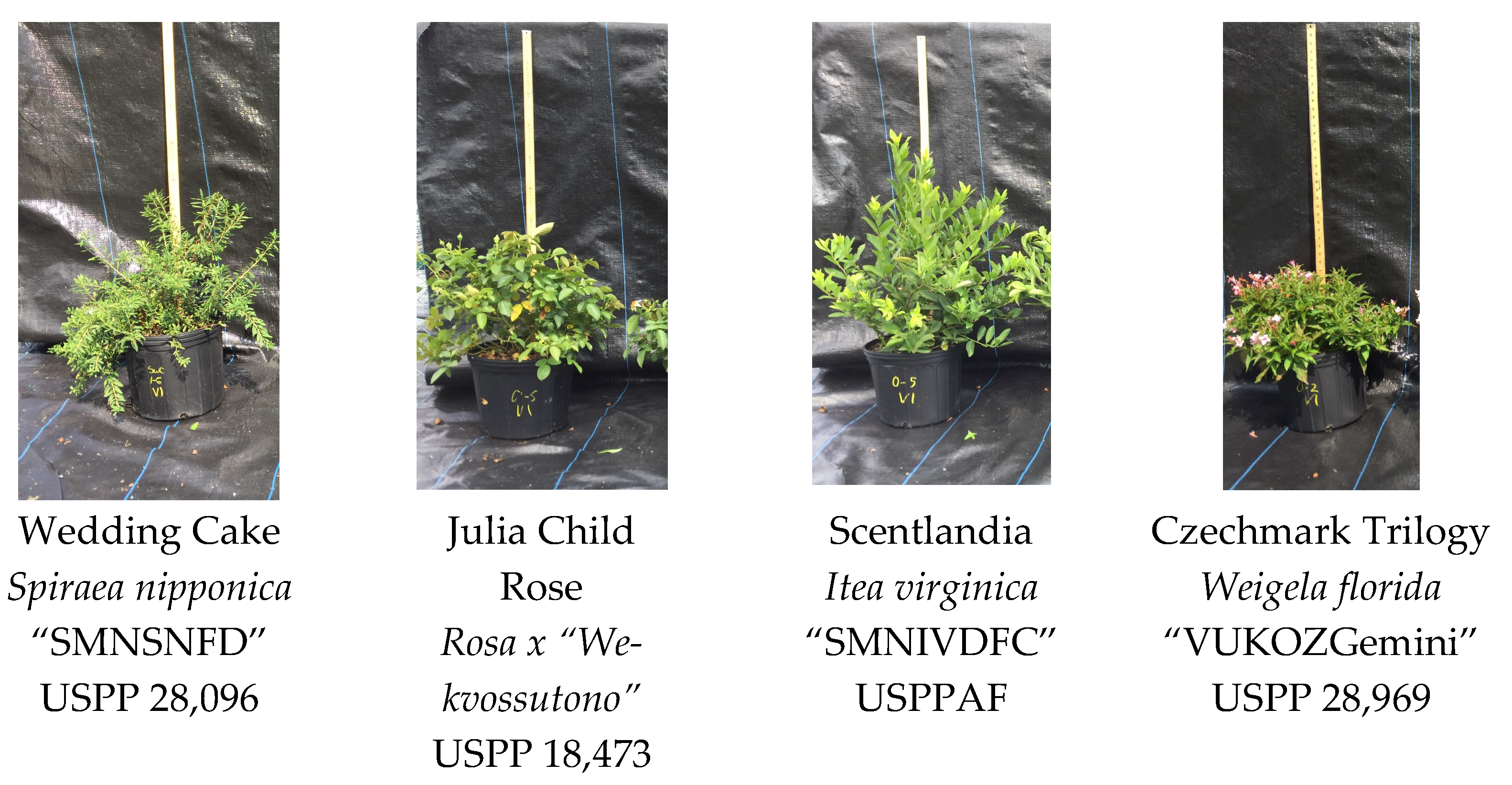 Remotesensing 17 00285 g001