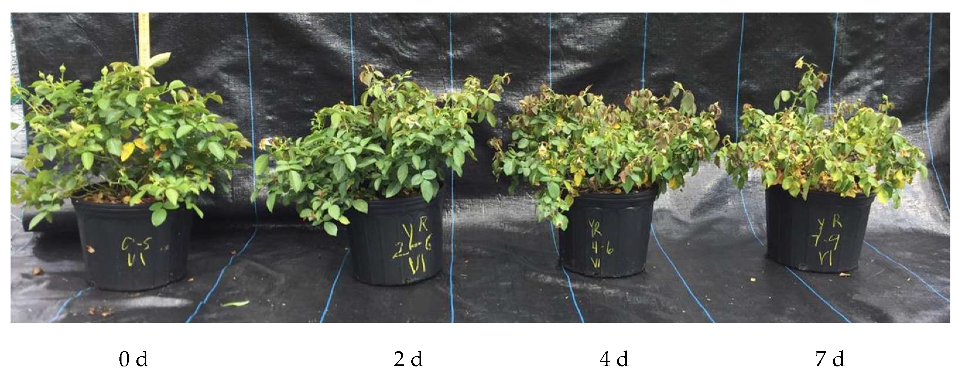 Remotesensing 17 00285 g003