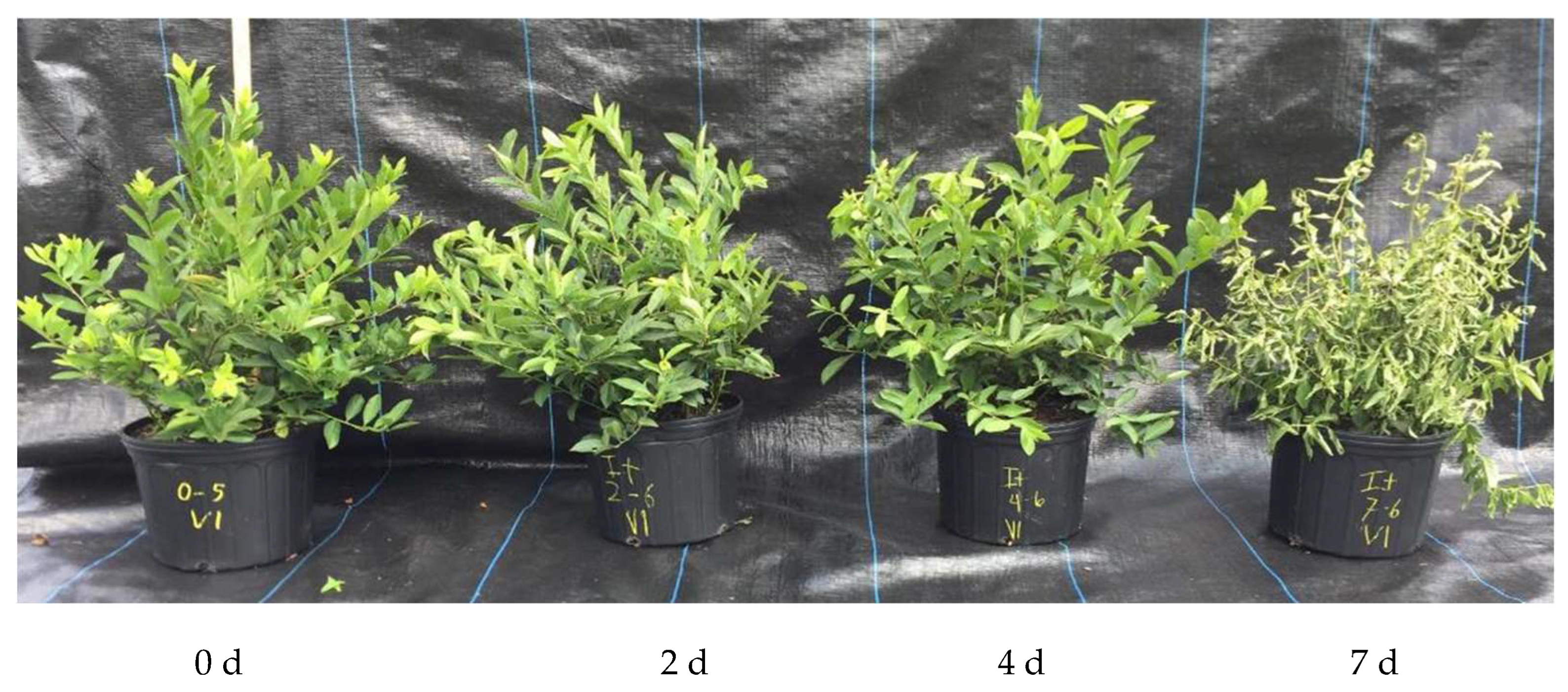 Remotesensing 17 00285 g004