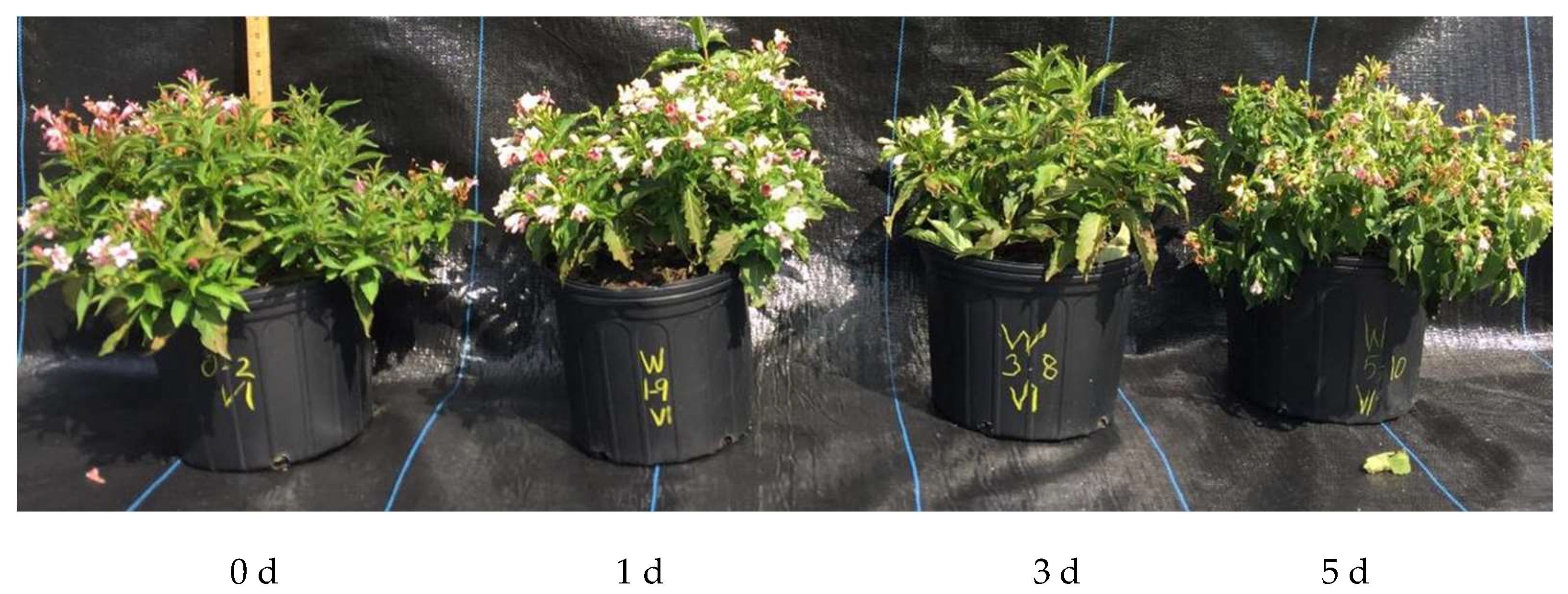 Remotesensing 17 00285 g005