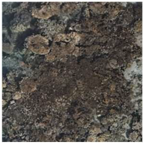 Remotesensing 17 00485 i001