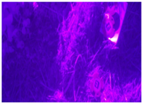 Remotesensing 17 00689 i013