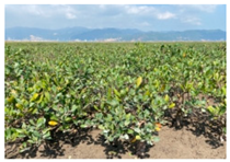 Remotesensing 17 00898 i003