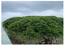 Remotesensing 17 00898 i005