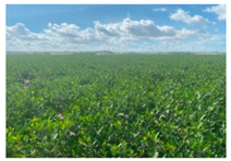 Remotesensing 17 00898 i009