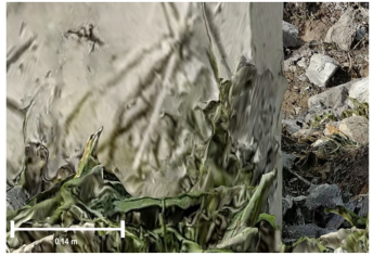 Remotesensing 17 01400 i036