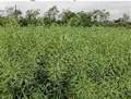 Remotesensing 17 01479 i004 Remotesensing 17 01479 i004