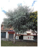 Remotesensing 17 01863 i004